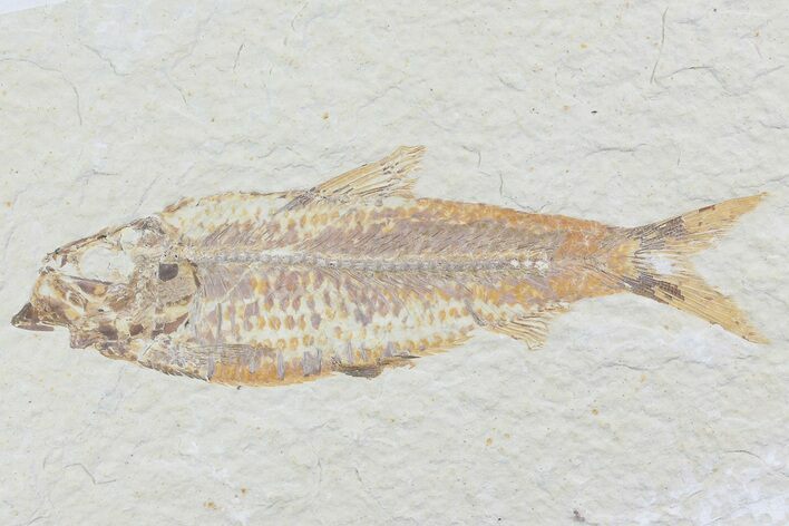 Knightia Fossil Fish - Wyoming #74127